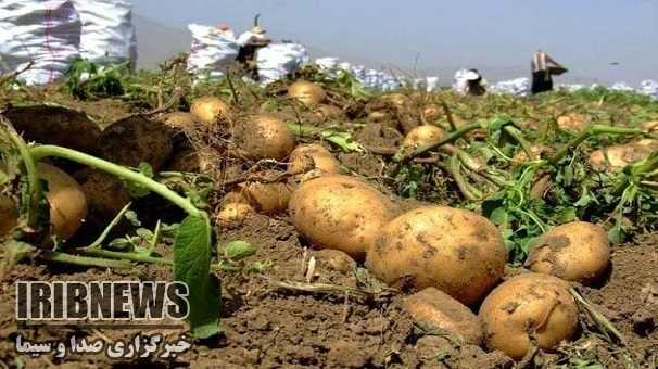 آغازبرداشت سیب زمینی بهاره درشهرستان طارم آغازبرداشت سیب زمینی بهاره درشهرستان طارم