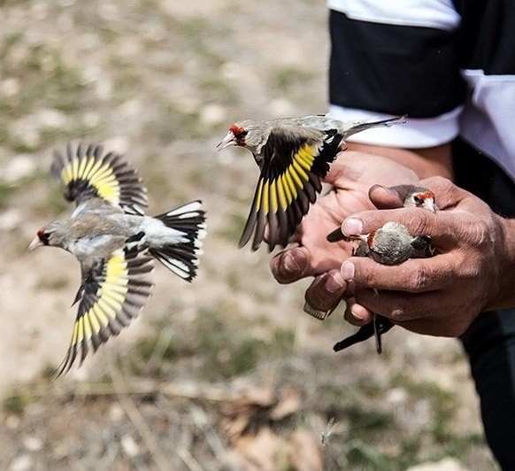 کشف ۱۵ قطعه پرنده سهره طلایی در منزل مسکونی مادوان