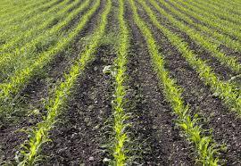 کشت سویا برای نخستین بار در استان قزوین