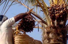 آغاز برداشت خرما از نخلستان‌های لارستان