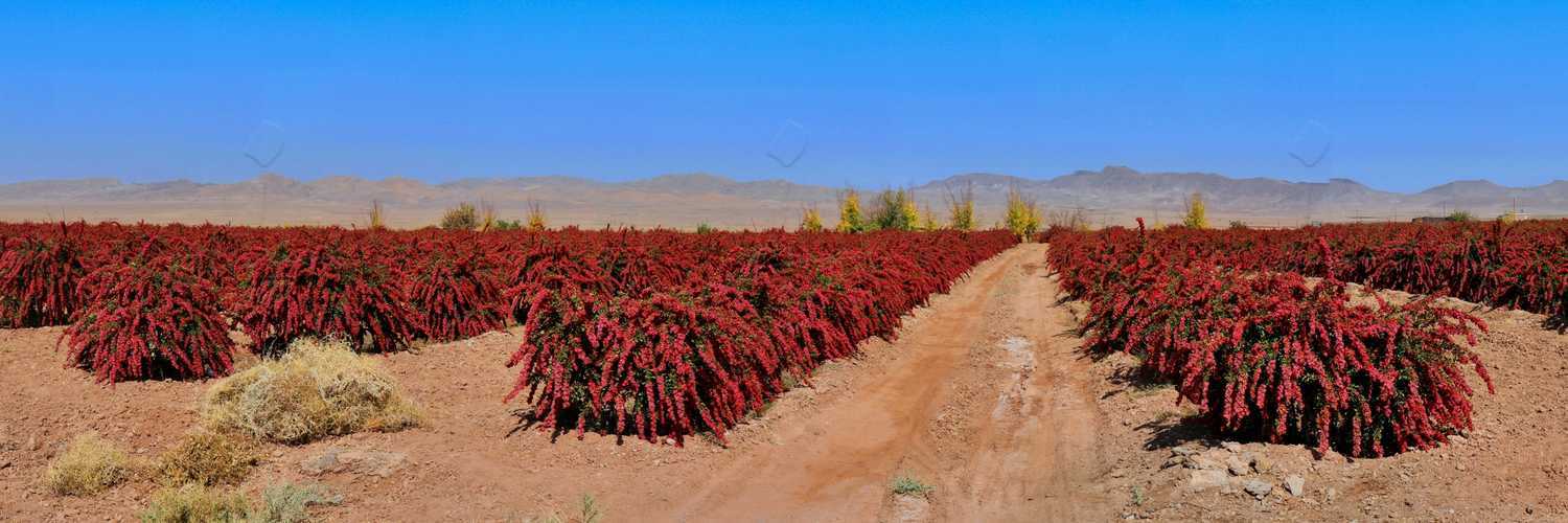 کاشت نهال زرشک بدون هسته در کوار