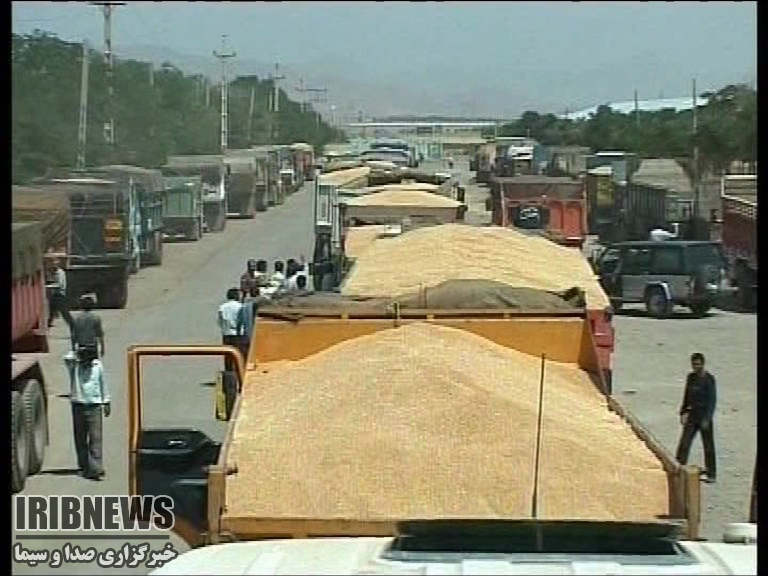 ارسال 30 هزار تن گندم تولیدی زنجان به 6 استان کشور ارسال 30 هزار تن گندم تولیدی زنجان به 6 استان کشور
