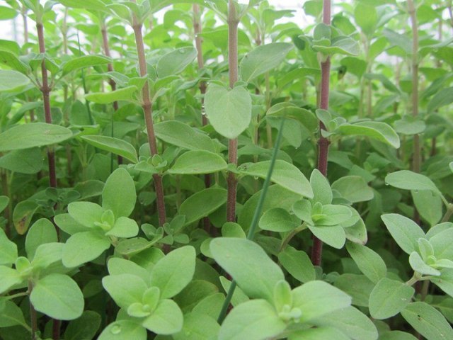 ۲۳۰ هکتار از مرتع کردستان با گیاهان دارویی غنی سازی می‌شود