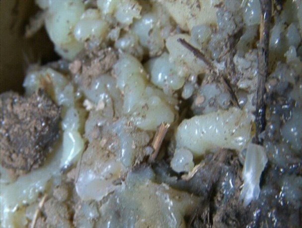 برداشت شیره آنغوزه از مراتع کهگیلویه و بویراحمد