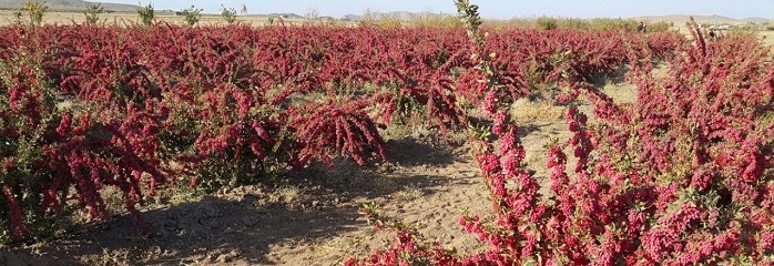 برداشت زرشک در زرند بزرگترین مرکز تولید استان