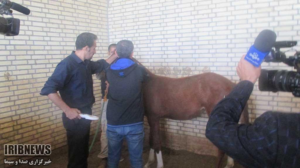 هویت دار شدن اسب های ایرانی