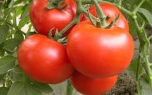 برداشت گوجه فرنگی در تربت جام