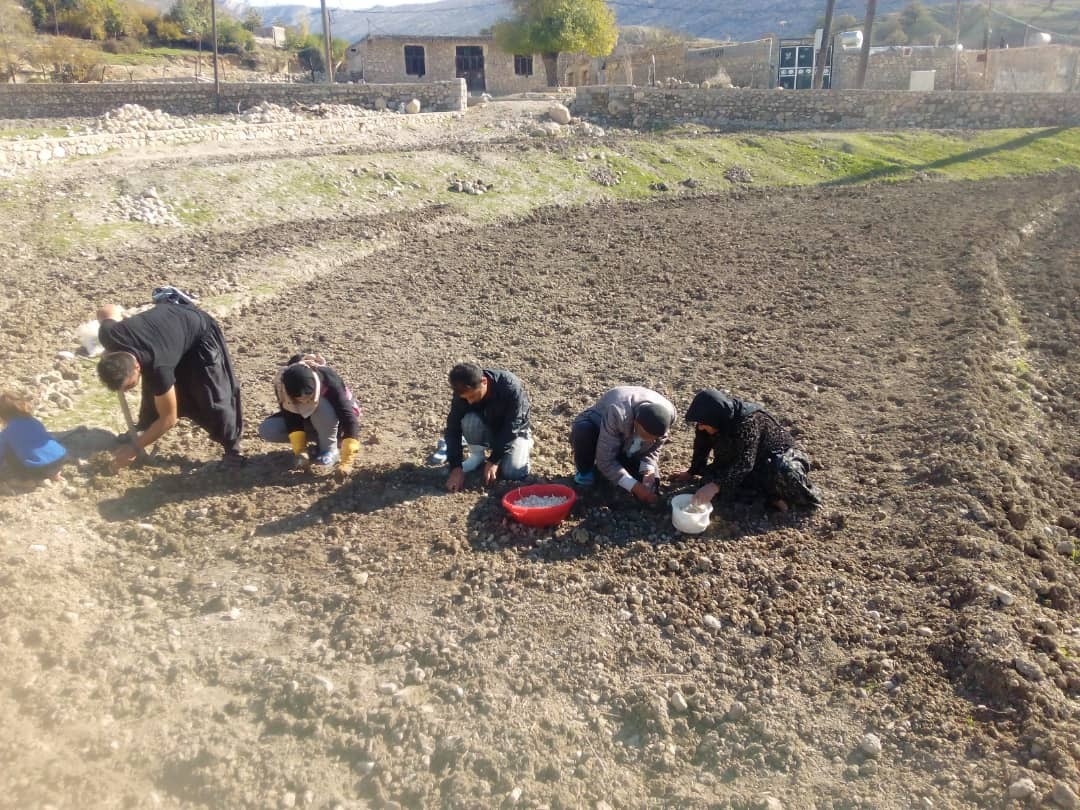 کشت سیر در زمین های دیم روستای دهنو اسلام آباد،سرفاریاب 