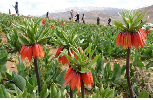 قُرق دشت لالههای واژگون از سال آینده قُرق دشت لالههای واژگون از سال آینده