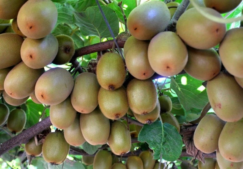 درآمد ۱۲۰ میلیارد ریالی کیوی کاران نوری