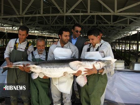 افق روشن فارس در صنعت شیلات (در حال تکمیل)