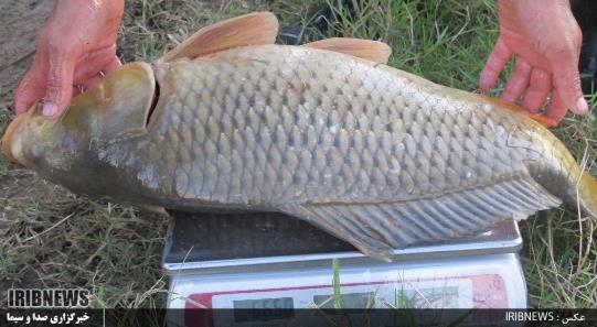 سبزینه های حیات در عمق استخرهای پرورش ماهی