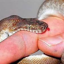 مرگ گردشگر اصفهانی به علت مارگزیدگی مرگ گردشگر اصفهانی به علت مارگزیدگی