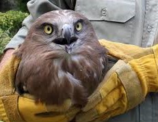 کشف سه بهله پرنده شکاری و 20 قطعه کبک