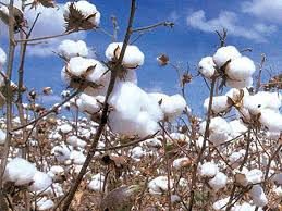 20 درصد کشت نشائی پنبه کشور در بخش روداب 20 درصد کشت نشائی پنبه کشور در بخش روداب