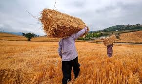 برق خوشه های طلایی در دل تفتیده کویر