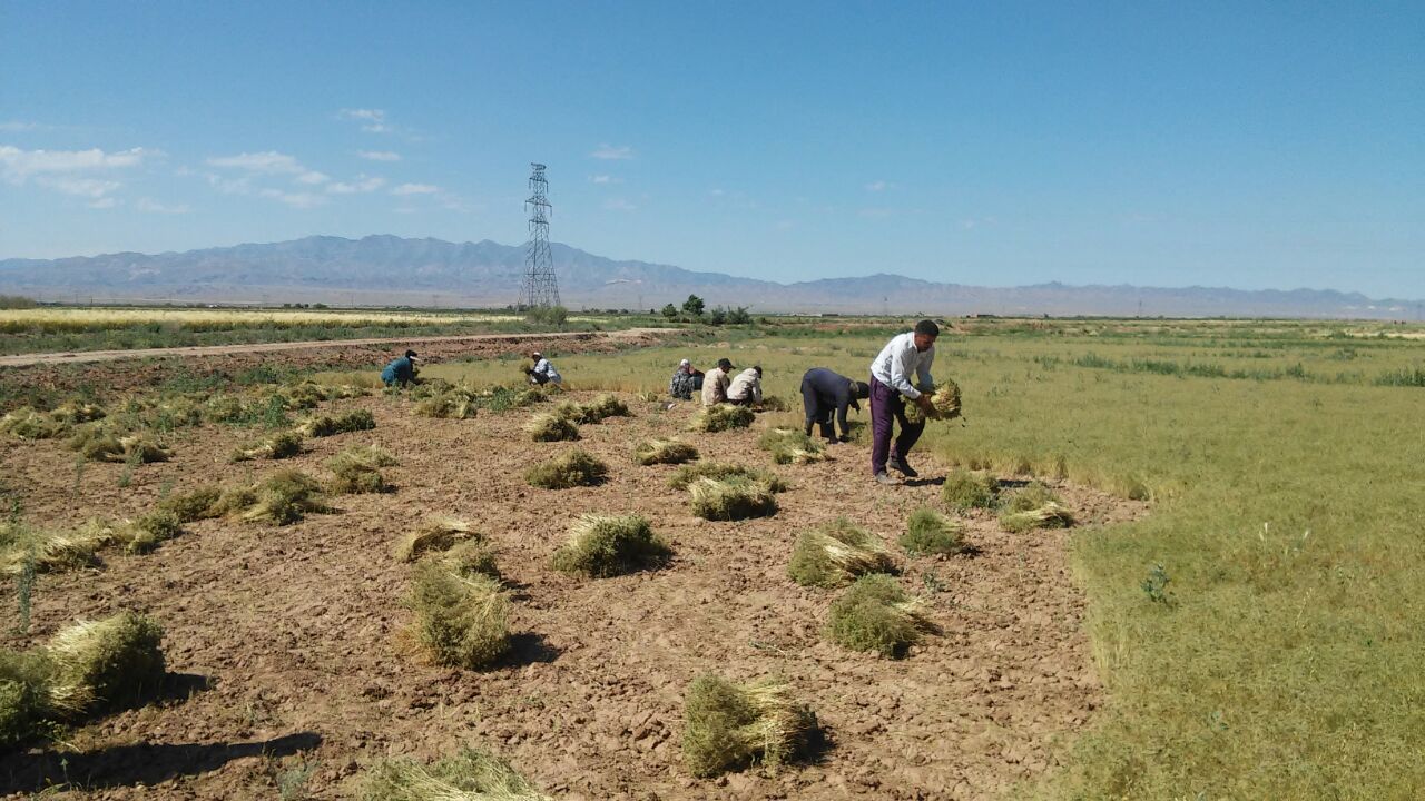 کشت زیره سبز در خراسان شمالی برای مقابله با کم آبی