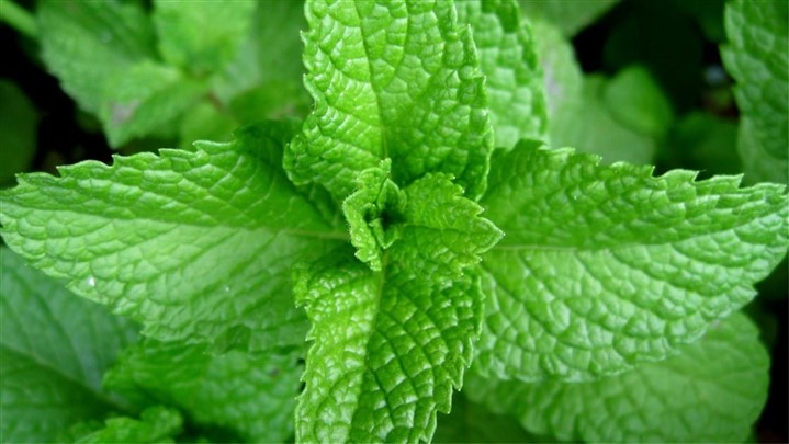 آغاز برداشت نخستين محصول نعنا فلفلي در امیدیه