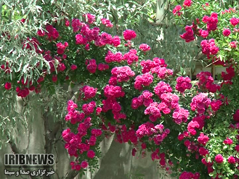 پایداری هوا تا پایان هفته در زنجان پایداری هوا تا پایان هفته در زنجان