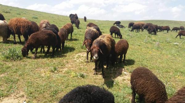 تعداد دام سبک کشور؛ ۶۴،۸ میلیون رأس برآورد شد تعداد دام سبک کشور؛ ۶۴،۸ میلیون رأس برآورد شد