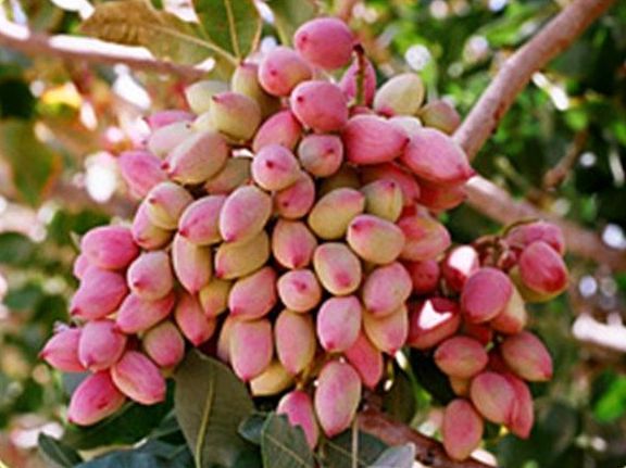 آغازبرداشت پسته نوبرانه ایران از باغات مه ولات