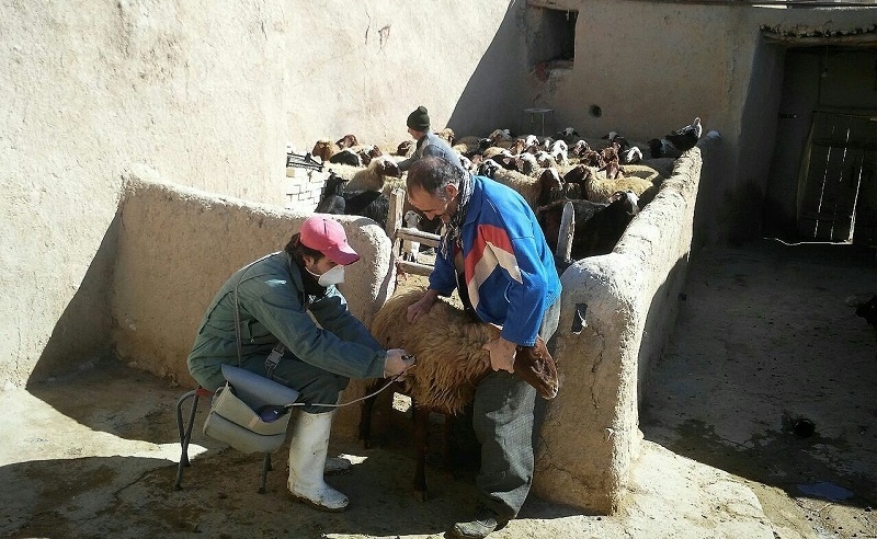 مایه کوبی رایگان دام در کردستان