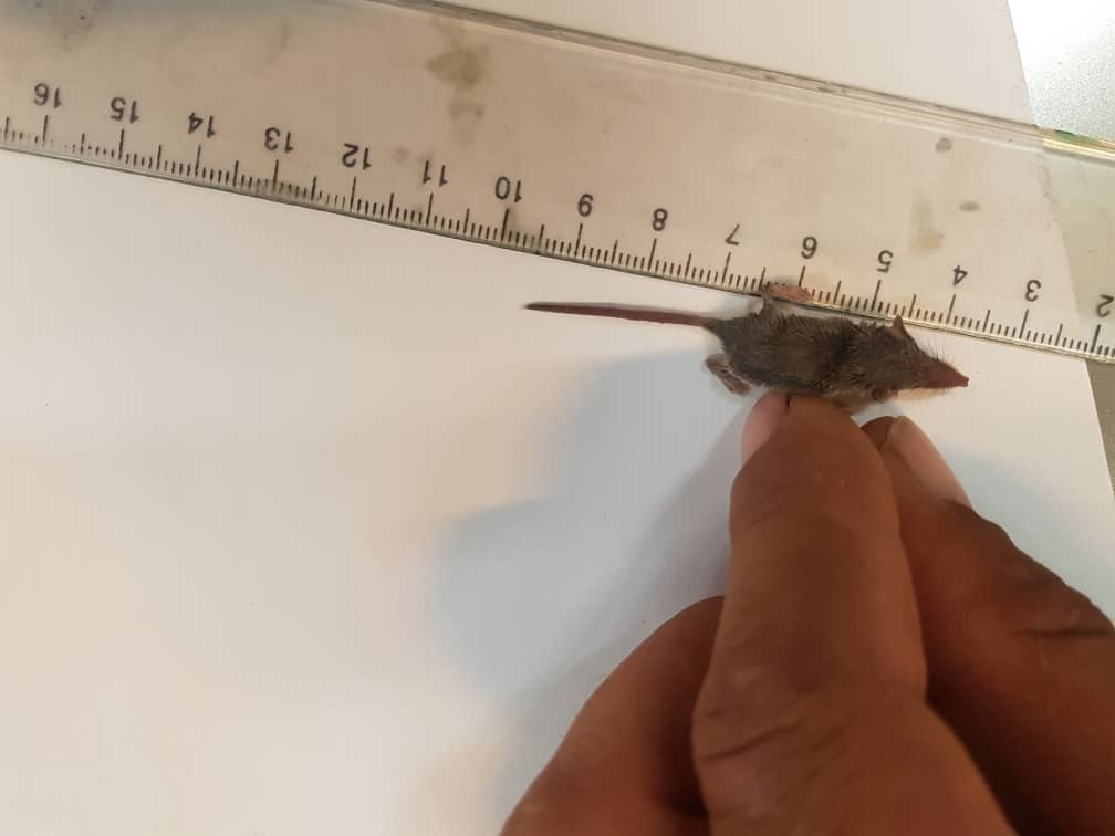 ثبت دو رکورد جدید در پراکنش حیات وحش ثبت دو رکورد جدید در پراکنش حیات وحش