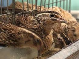 راه اندازی نخستین واحد پرورش بلدرچین در بردسکن