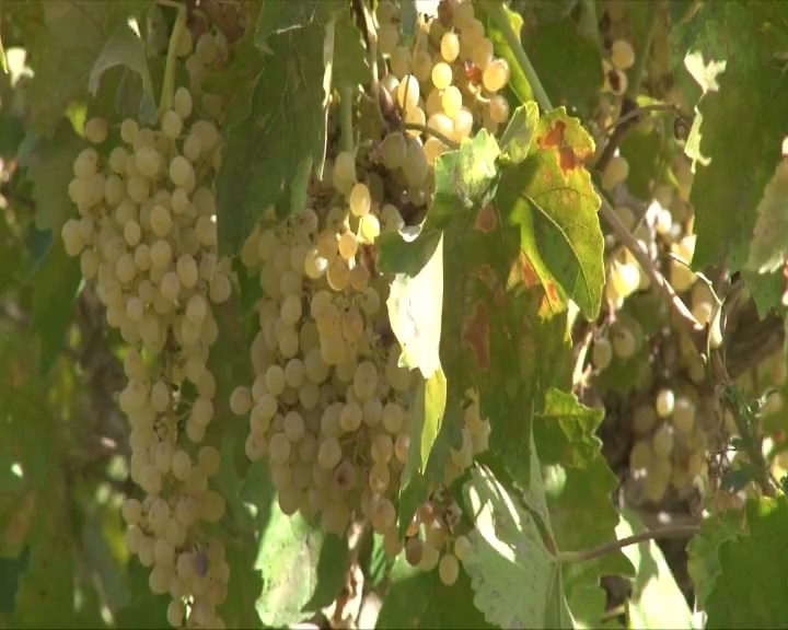 آغاز برداشت انگور از تاکستان های شهرستان خوانسار