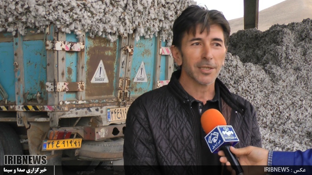  برداشت طلای سفید از خاک زرخیز مغان