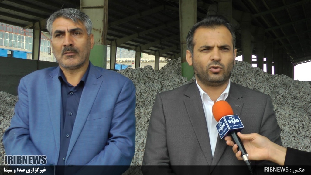  برداشت طلای سفید از خاک زرخیز مغان