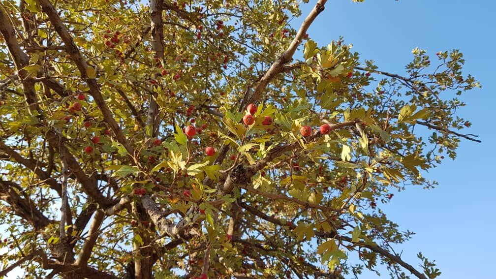 برداشت زالزالک اندیکا برداشت زالزالک اندیکا