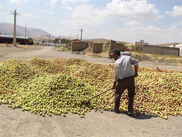 بررسی مشکلات بزرگترین تولید کننده سیب درختی در کشور