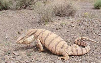 شناسایی گونه های جدید خزنده در خوزستان شناسایی گونه های جدید خزنده در خوزستان