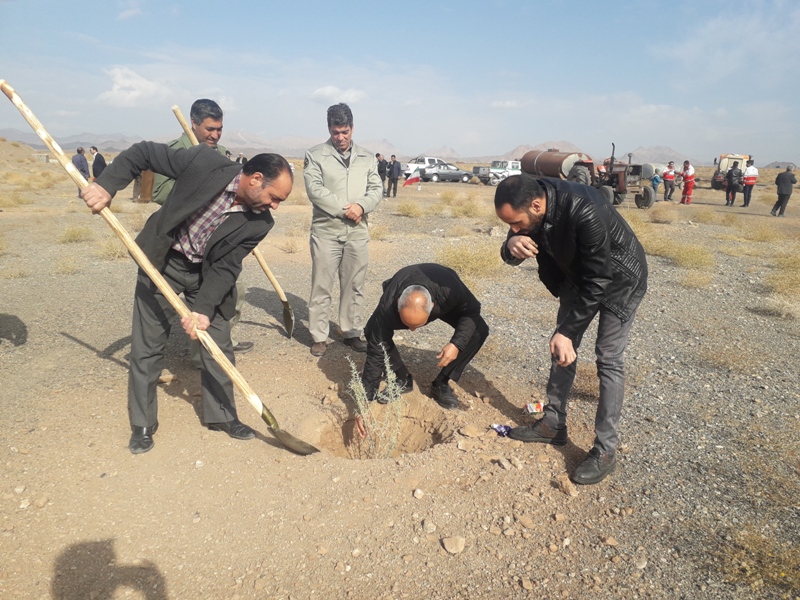 اجرای عملیات بوته کاری در  مراتع بردسکن