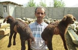 افزایش دو قلو زایی در دامداری های زاوه