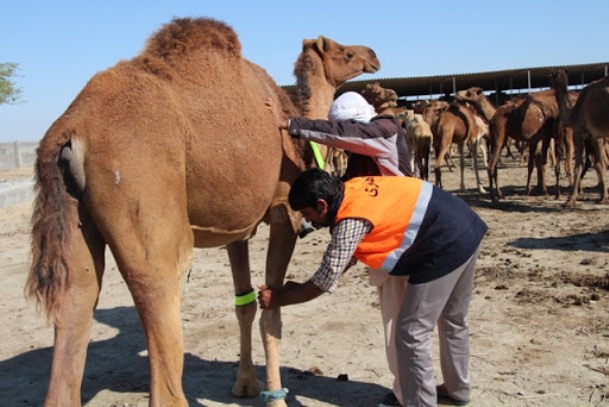 شتر؛ گنجی در دل بیابان‌های هرمزگان