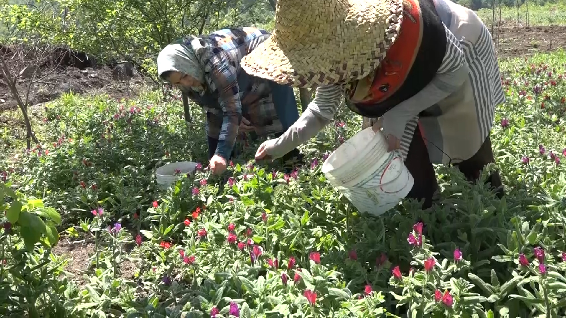 پیش بینی ۱۴۰ تنی گل گاوزبان در نکا +فیلم