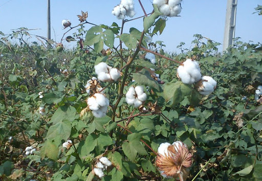 کشت طلای سفید در لارستان