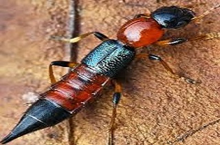 گزش حشره دراکولا بی خطر است