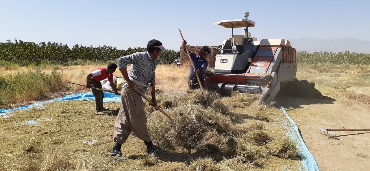 افزایش ۱۵ درصدی تولید زیره در سبزوار افزایش ۱۵ درصدی تولید زیره در سبزوار