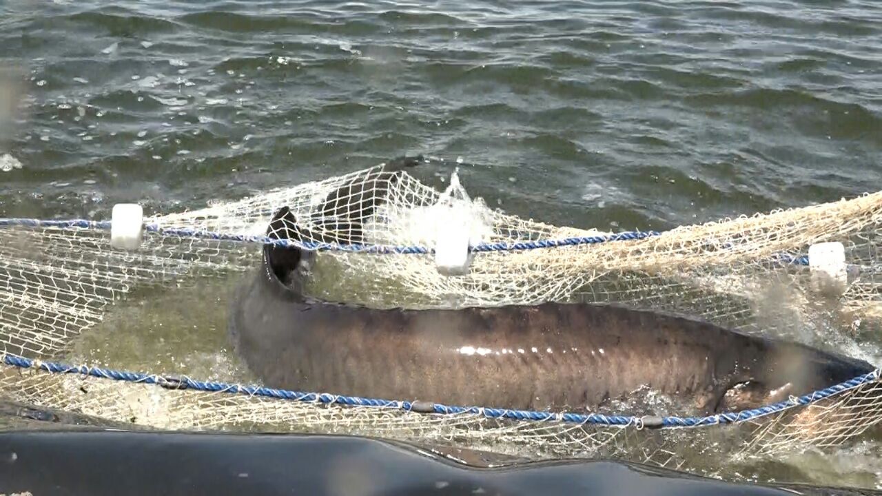 پیش بینی برداشت بیش از ۲۵۰ کیلوگرم خاویار در بافق پیش بینی برداشت بیش از ۲۵۰ کیلوگرم خاویار در بافق