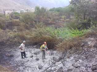 مرگ خرس قهوهای در بابل