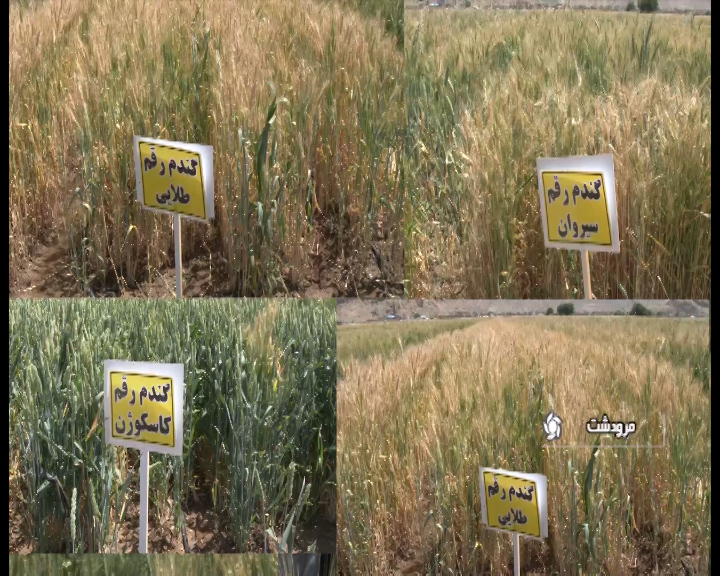 موفقیت امیز بودن طرح گندم بنیان در فارس موفقیت امیز بودن طرح گندم بنیان در فارس