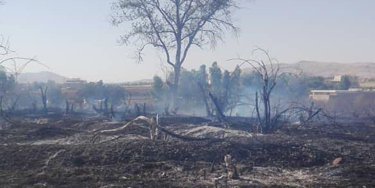 ۵۰۰ عملیات اطفای حریق علفزار، باغ و مزرعه از ابتدای سال جاری