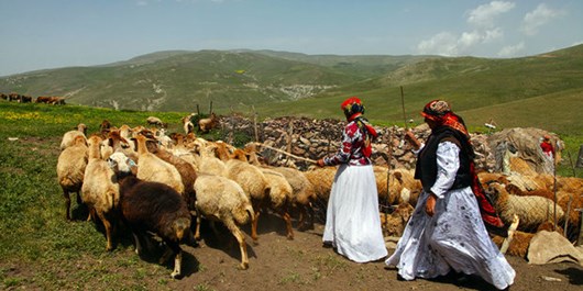 آغاز کوچ بهاره عشایر از دهم خردادماه