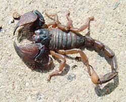 جان باختن یک مادر آمریکایی بر اثر عقرب زدگی جان باختن یک مادر آمریکایی بر اثر عقرب زدگی