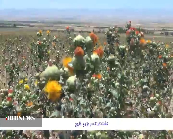 جادوي رنگ ها در مزارع فاروج