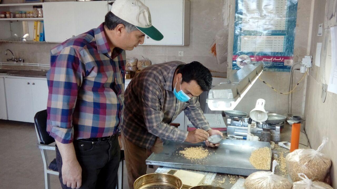 آغاز خرید ۱۰ هزار تن گندم مازاد بر نیاز کشاورزان نیشابوری