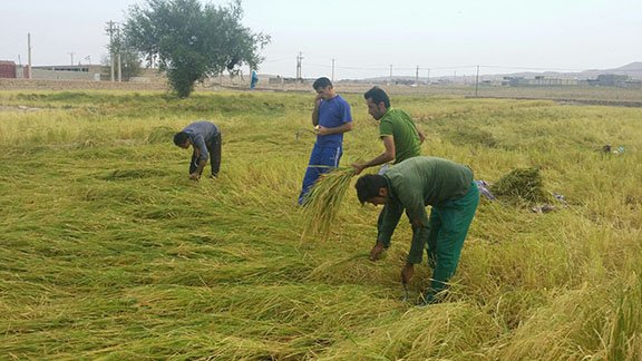 پیش بینی برداشت ۱۶ هزار تن شلتوک از شالیزار‌های چرام